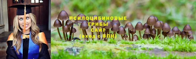 ссылка на мегу ТОР  Николаевск-на-Амуре  Галлюциногенные грибы Psilocybine cubensis 